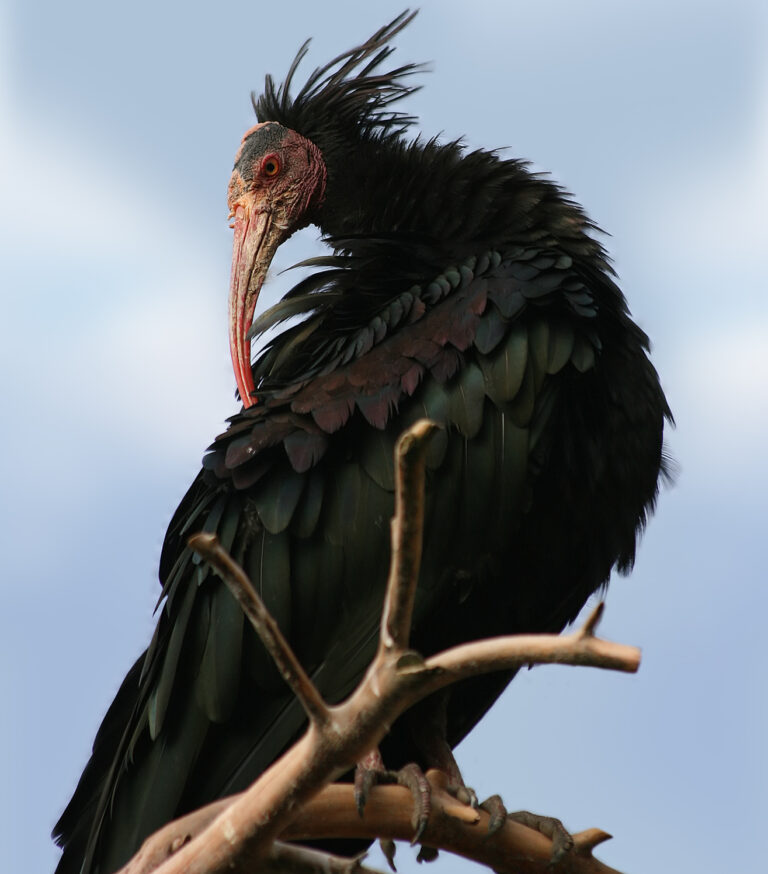 Rijetka ptica koja je izumrla u Evropi stigla do ušća Neretve