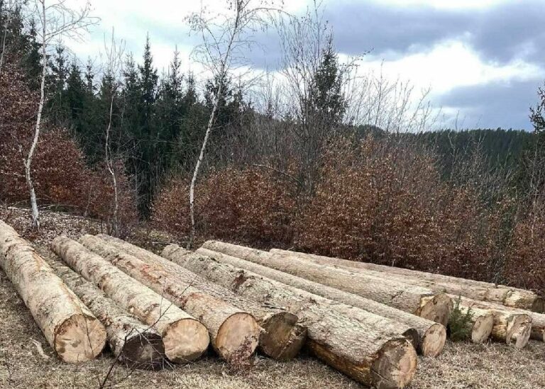 Zaplijenjena bespravno posječena stabla u Rožajama i Petnjici