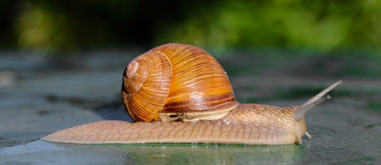 U torbi putnika iz Gane našli puževe opasne po okolinu i ljude