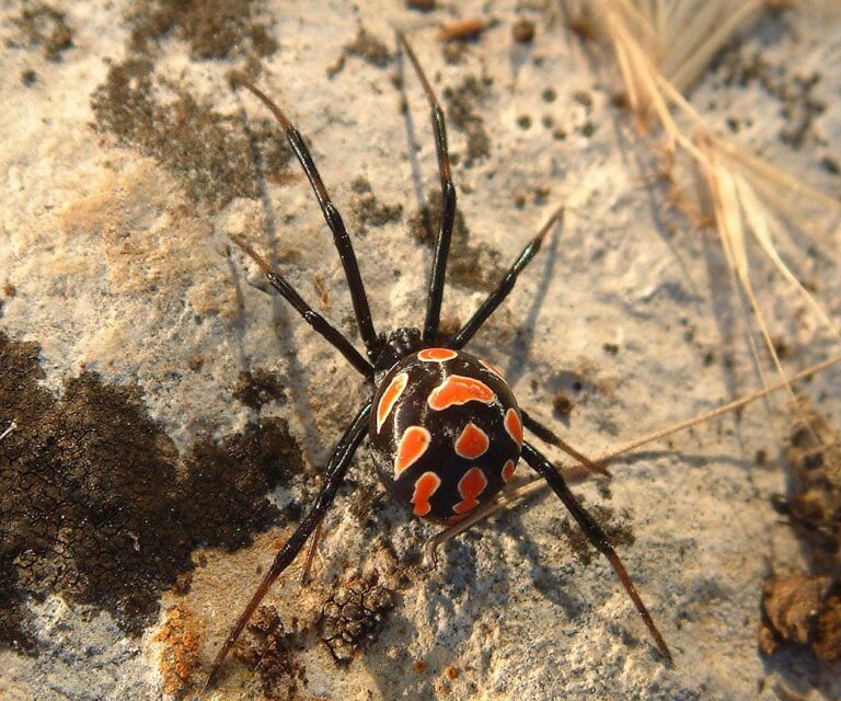 Crne udovice nestaju, a ovo je njihov neprijatelj
