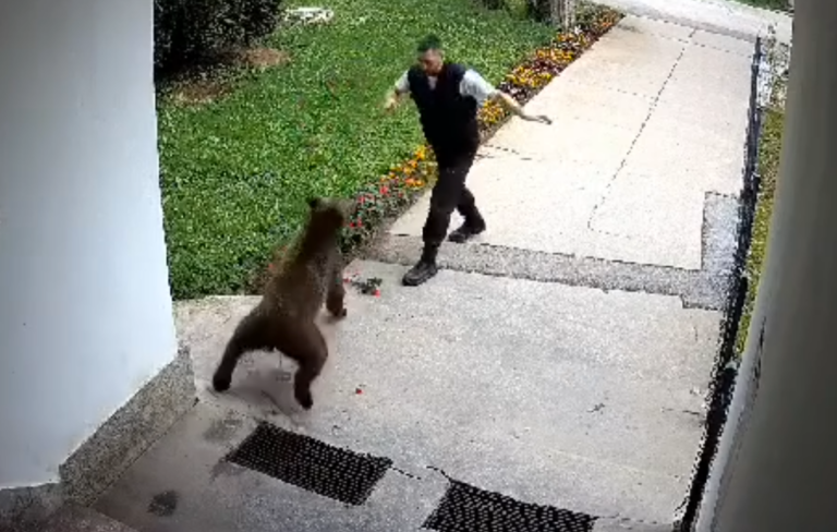 Medvjed napao radnika obezbjeđenja u Bugojnu