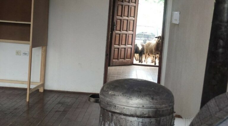 Izborni dan: Ovce na jednom biračkom mjestu