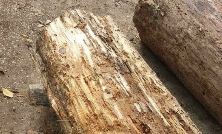 Murinjanin oslobođen krivice da je napravio štetu na šumi od 33 eura