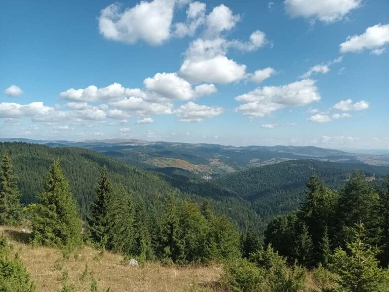 Država od šuma zaradila 7,6 miliona, a izgubila milijardu