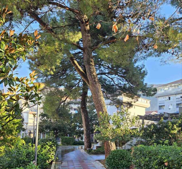 Tivat: Uhapšen zbog vožnje sa 2,64 promila alkohola u krvi, prethodno izazvao udes