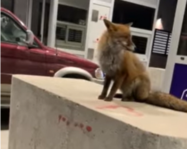 NA NAPLATNOJ RAMPI: Lisica dočekuje putnike na auto-putu