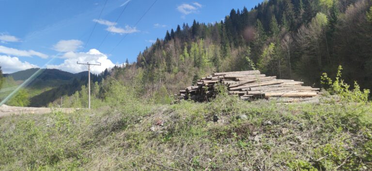 UPRAVE ZA GAZDOVANJE ŠUMAMA: Nove prijave zbog šumskih krađa