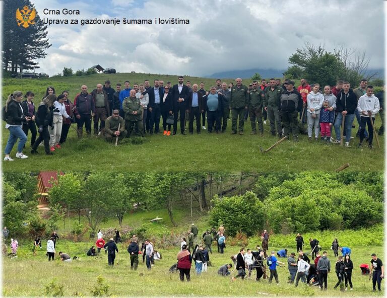 Velika akcija pošumljavanja izletišta Skić u Plavu