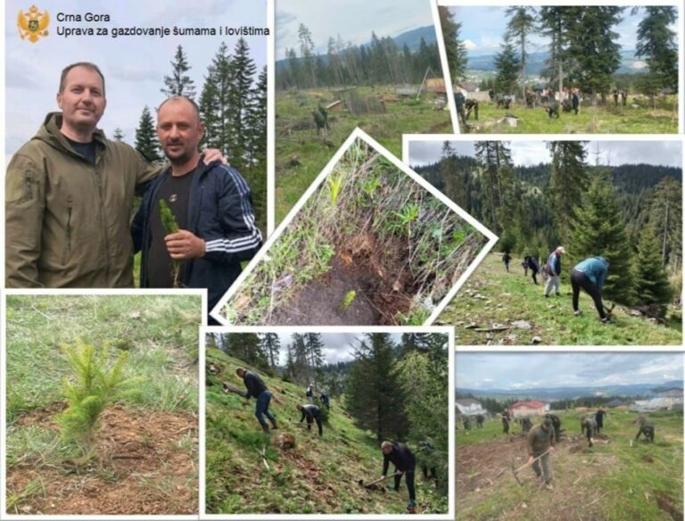 AKCIJA POŠUMLJAVANJA: Zasađeno 19.000 sadnica u Rožajama i Beranama