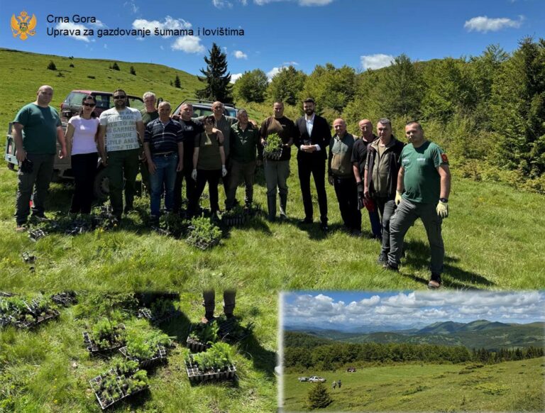 Zasađeno 7.000 sadnica u Kolašinu