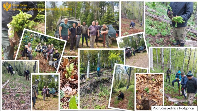 Akcijama pošumljavanja zasađeno blizu 40.000 sadnica u Područnim jedinicama Podgorica i Plav