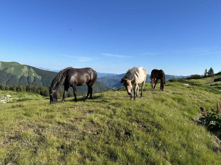 Danas sunčano i veoma toplo, do 36 stepeni