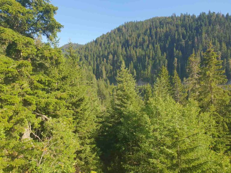 UPRAVA ZA GAZDOVANJE ŠUMAMA: Odlični rezultati kontrola sveli bespravne radnje i šumske požare na minimum