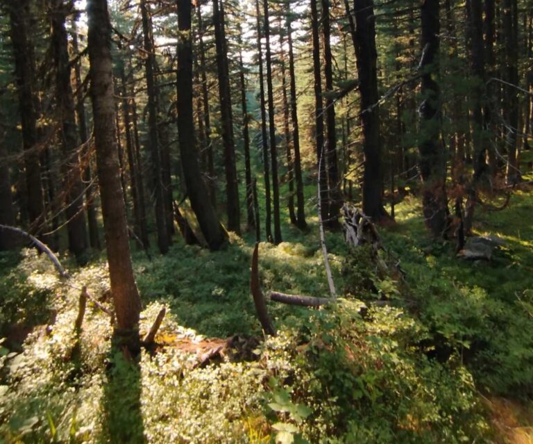 Uprava za šume: Sjutra Javni poziv 2 za redovne sječe – jedini uslov cijena