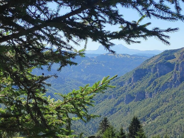 Uprava za gazdovanje šumama i lovištima: Zbog trenutnog zakona Uprava ne smije da vrši doznaku privatnih šuma