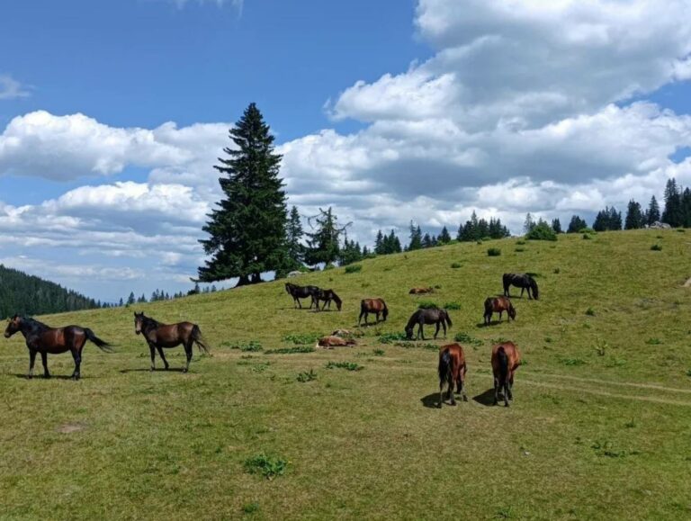 Malo do umjereno oblačno, temperatura do 37 stepeni