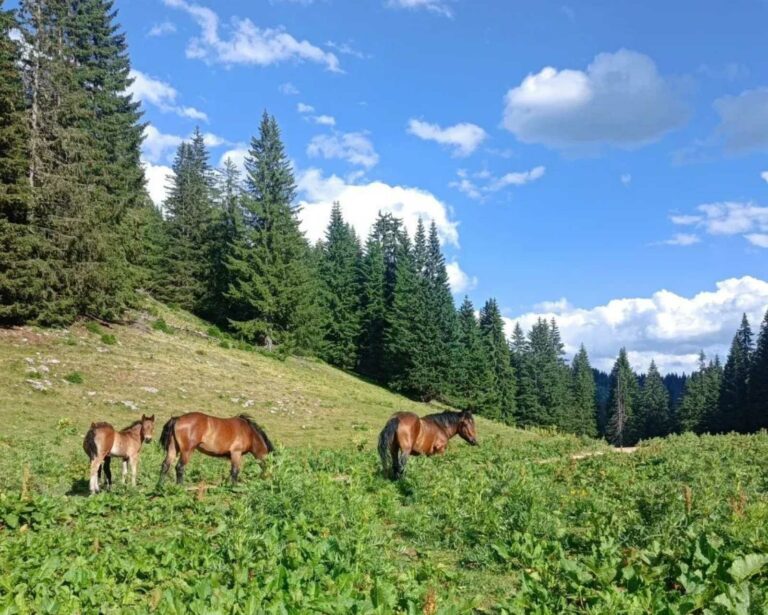 Danas preženo sunčano, do 34°C