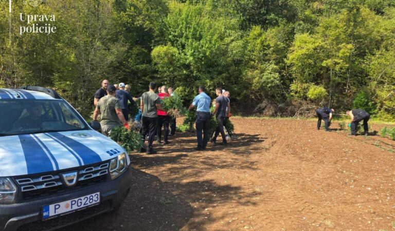 Otkrivena najveća plantaža marihuane u Crnoj Gori, zaplijenjeno 13.000 sadnica, uhapšene dvije osobe